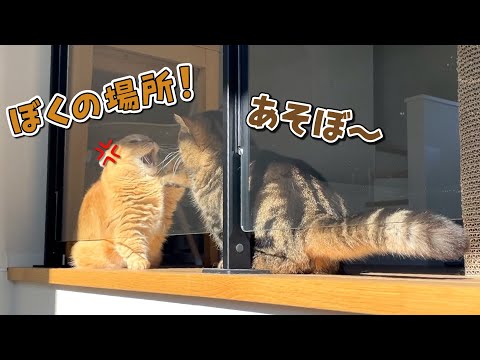 ひなたぼっこがしたい兄猫に構ってほしい弟猫が可愛すぎる！ サムネイル