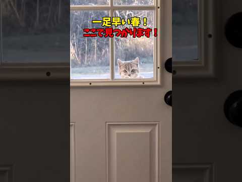 春が来たど〜！ 猫 cat cats cute サムネイル