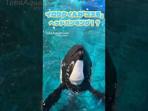 《鳥羽水族館》イロワケイルカ「コスモ」がヘッドバンギング⁉️🫨　※「コスモ」は現在バックヤードで飼育しています　鳥羽水… サムネイル