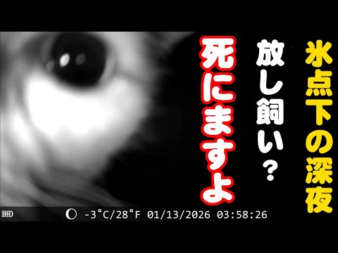 深夜の屋外カメラが捉えた衝撃的な猫の映像 サムネイル