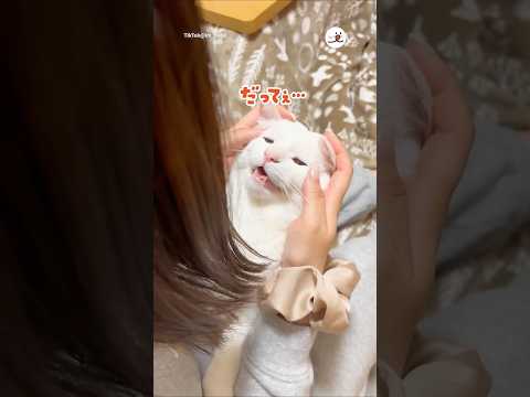 イタズラをして「だってぇ」って言い訳する猫｜PECO サムネイル