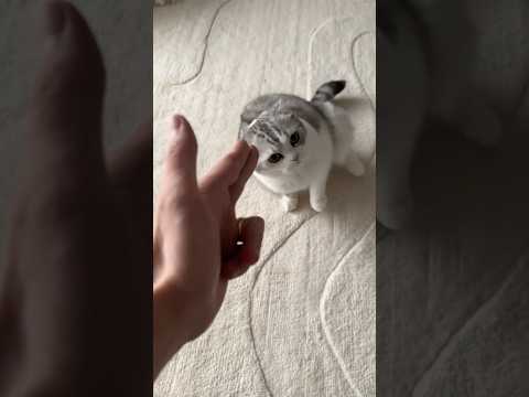 話題の癒し系猫動画集｜最新の猫の魅力を発見！ サムネイル