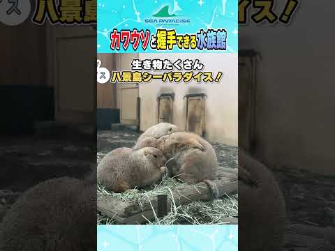 カワウソと握手できる水族館いってみた サムネイル
