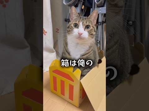 プレゼントが届いたcats shorts 球太 サムネイル