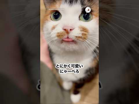お返事も可愛い🫶｜PECO サムネイル