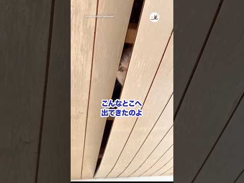猛獣飼ってんのかと思った…｜PECO サムネイル