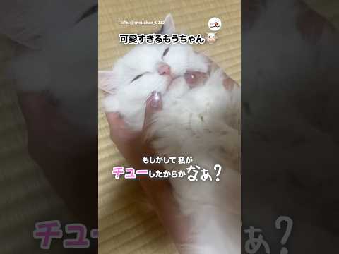 可愛すぎるもうちゃん🐮｜PECO サムネイル
