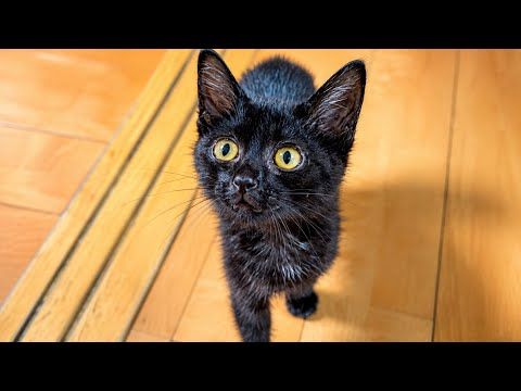 子猫と少しの間お別れすることになりました