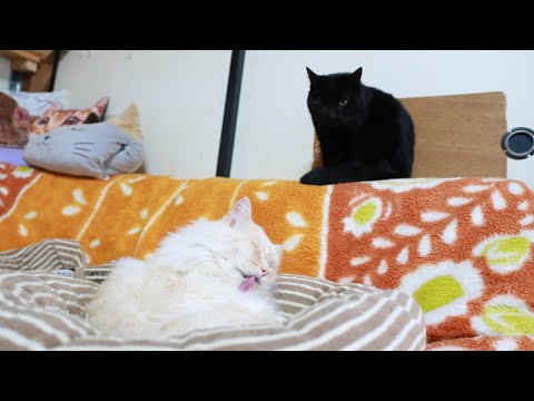 もふもふけづくろい　251230 サムネイル
