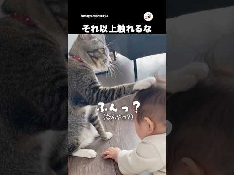 白い靴下は触らせない｜PECO