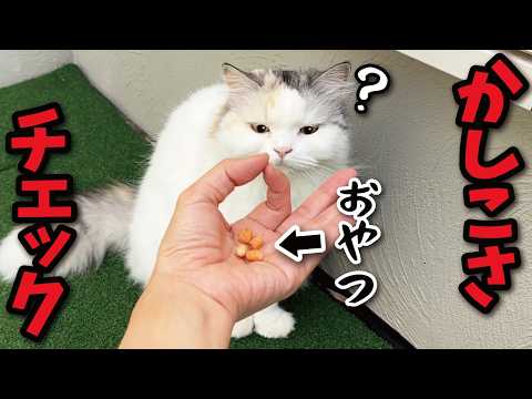 手で輪っかをつくっておやつを置いたら猫がかしこいかどうか分かるらしいのでテストしてみた結果… サムネイル