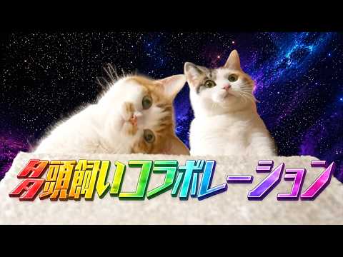 【MV】多頭飼いコラボレーション|ミャージックbyもしぬこ