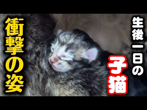 生後一日の子猫が見せた衝撃の変化