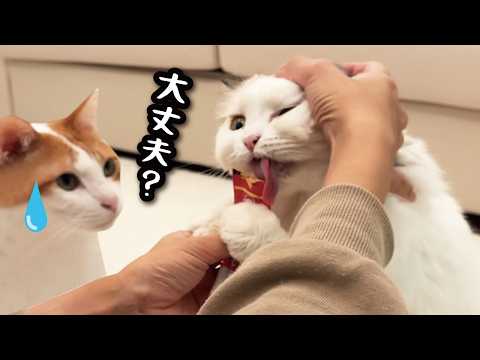 ぐっっっっっっっっっしゃぐしゃにさわられ倒される猫 サムネイル