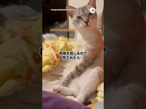 神回！首を傾げる可愛い猫たち｜話題の癒し動画
