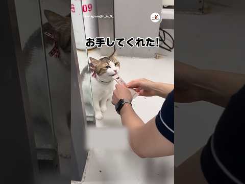 強めのお手してくれる｜PECO サムネイル