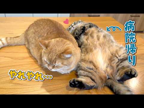 甘えん坊の弟猫に突然お兄ちゃんスイッチが入る兄猫が可愛すぎる！