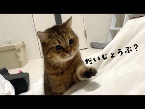 ママが体調を崩した日に精一杯の看病をする猫… サムネイル