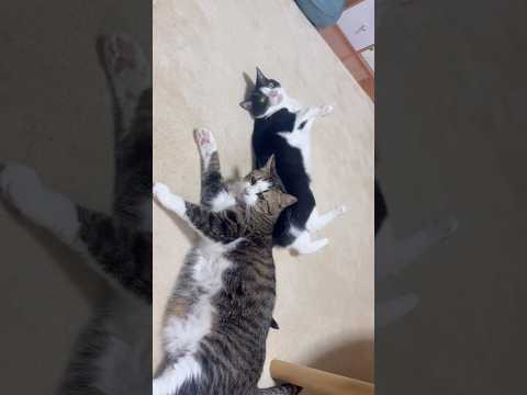 もういい、寝る サムネイル