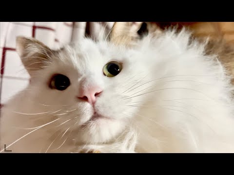 急にワンコがいなくなった時の猫たちがおかしい サムネイル