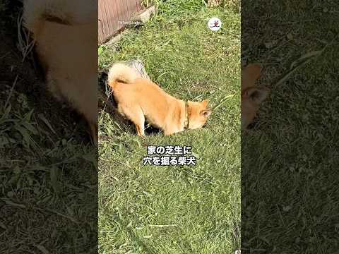 そんなに掘っていたとは😂｜PECO サムネイル