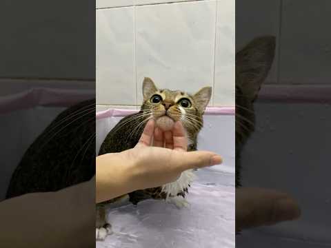 Dinosaur bath サムネイル