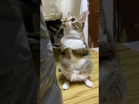 🐱🦖 サムネイル