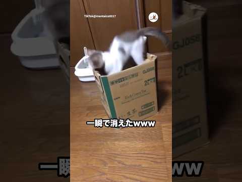 落とし穴に落ちた猫｜PECO