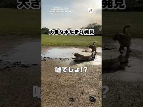 楽しいとこを見つけたゴルさんたち｜PECO サムネイル
