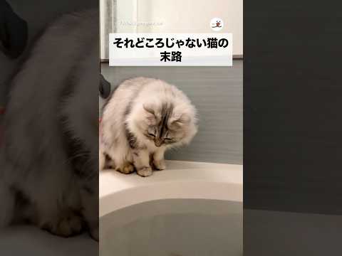 誰が乾かすんですか？｜PECO サムネイル