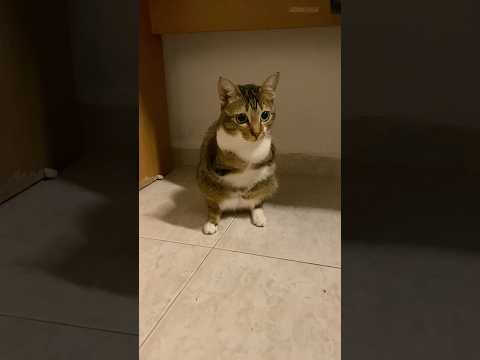 Why tutu always looks cute サムネイル