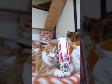 日本一きびだんご　260505　 cat のせ猫 cute　 茶白猫 猫のいる暮らし きびだんご　 猫　 日本一きびだ… サムネイル