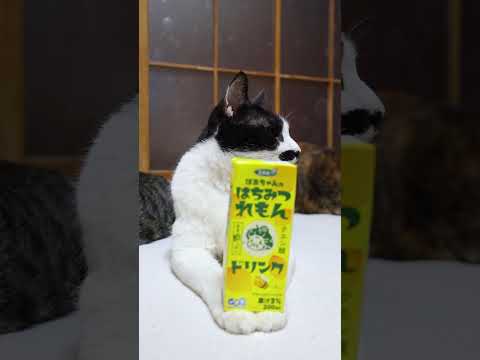 ばあちゃんの  はちみつれもんドリンク　260411　のせ猫　 cat　 cute　 猫のいる暮らし　 kitten… サムネイル
