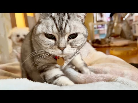 目覚ましあいちゃん。 サムネイル