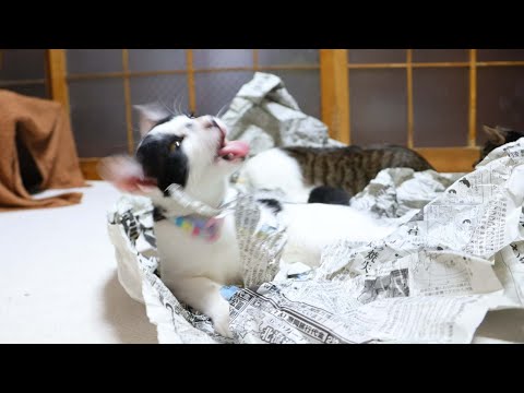 新聞紙をがさごそ猫たち　260124 サムネイル