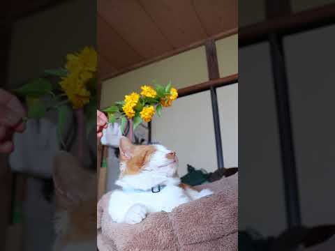 八重山吹　260519　 cat のせ猫 cute　 八重山吹 ねこ 　ネコ　 猫好　 しょぼ kitty サムネイル