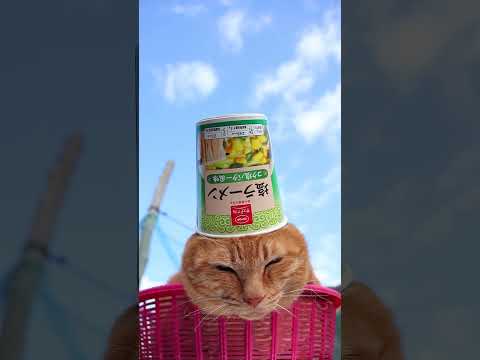 ＣＯ・ＯＰ 塩ラーメン（コク塩バター風味）　260527　 cat のせ猫 kitty　 塩ラーメン ＣＯ・ＯＰ cu… サムネイル