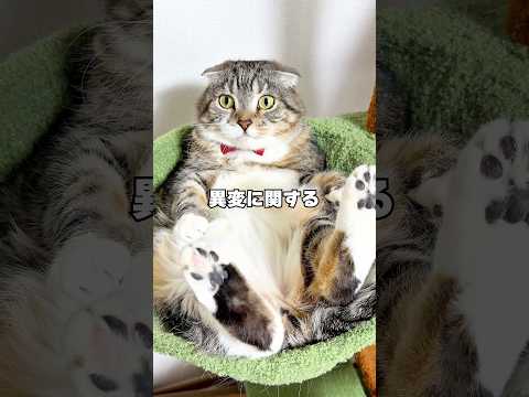 りっちゃんがシャーをしなくなりました･･･ 猫 サムネイル