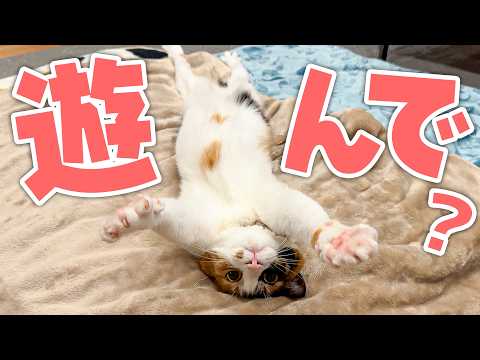 ベルちゃんの”あざとさ”が限界突破し過ぎている件について。飼い主の心臓はもう限界です。 サムネイル