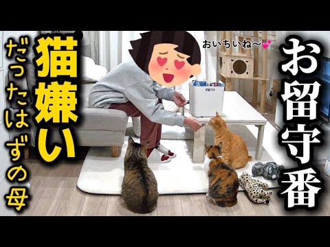 猫嫌いな母に2泊3日で猫たちを任せたらまさかの光景が広がってました サムネイル