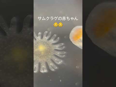 サムクラゲの赤ちゃん(エフィラ幼生)👶　けっこう肉厚でグミみたいな質感です。じっと見ているとなんだかおいしそうに見えて… サムネイル