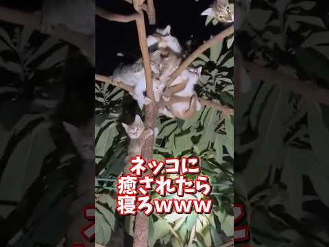 ネッコの動画で癒されたら寝ろwww 2ch 動物 猫 癒やし ねこ動画