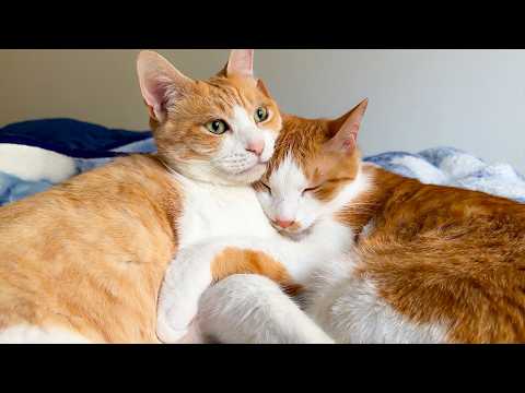 子猫たちの相手に疲れたチップが先輩猫に癒してもらっていました。