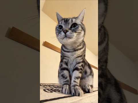 アメショーのラッテ アメショ アメリカンショートヘア 猫と暮らす家猫との暮らし猫 サムネイル