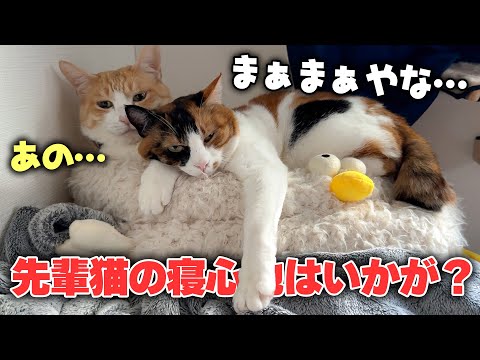 先輩猫のことをベッドとしか思っていない三毛猫がいました。