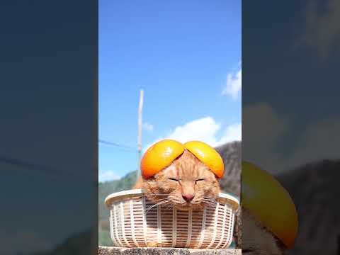 みみいよかんぼうし　260405　のせ猫　 cat　 猫のいる暮らし　 cute　 ねこ　 kitty  ネコ　 cu… サムネイル