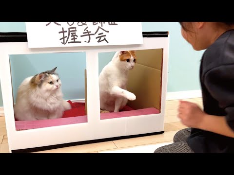 話題の猫つくしが関西弁でおしゃべり！神回動画 サムネイル