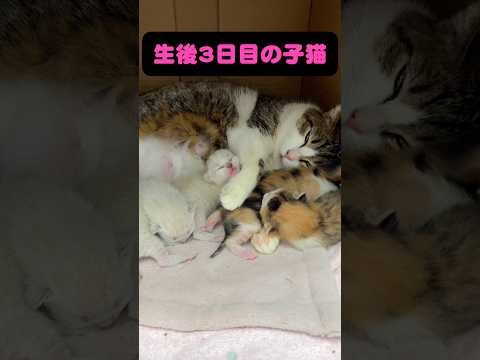 生後3日目の赤ちゃん猫👶