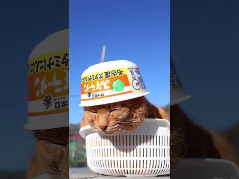 サッポロ一番　みそラーメンどんぶり　名古屋　スタミナにんにく風　260304　　のせ猫　 cat　 cute　 ネコ… サムネイル