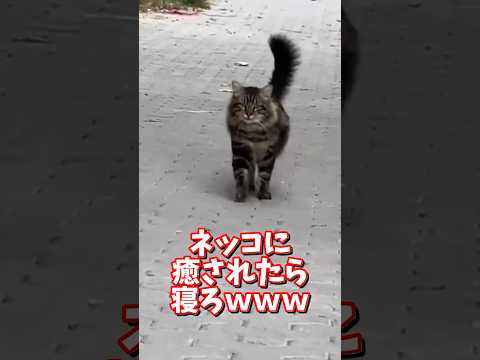 ネッコの動画で癒されたら寝ろｗｗｗ　2ch  動物  猫 癒やし ねこ動画 サムネイル